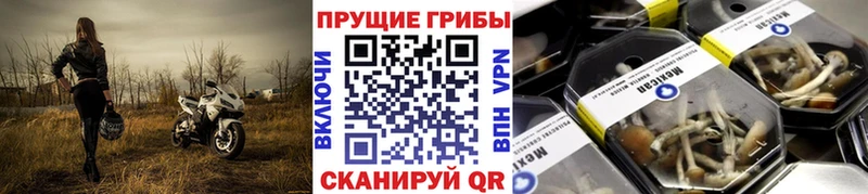 Купить  Кирсанов  Псилоцибиновые грибы Psilocybe 