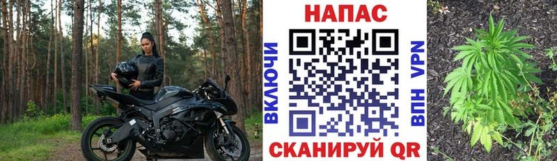 Купить где  Кирсанов  Конопля сатива 